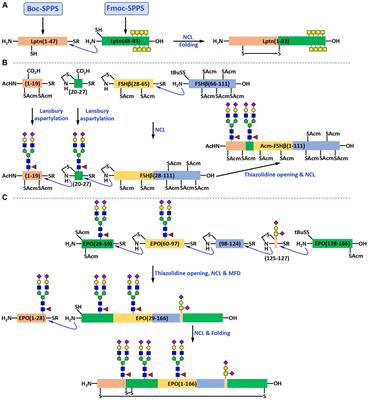 Automated Peptide Synthesizers and Glycoprotein Synthesis